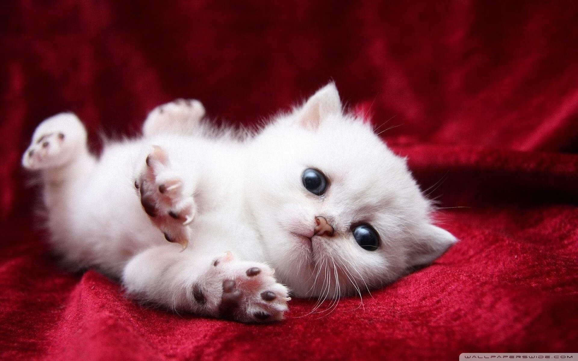 开云体育app-当蓝色幽影穿透三狮迷雾，内马尔在米兰的烈火中重铸传奇