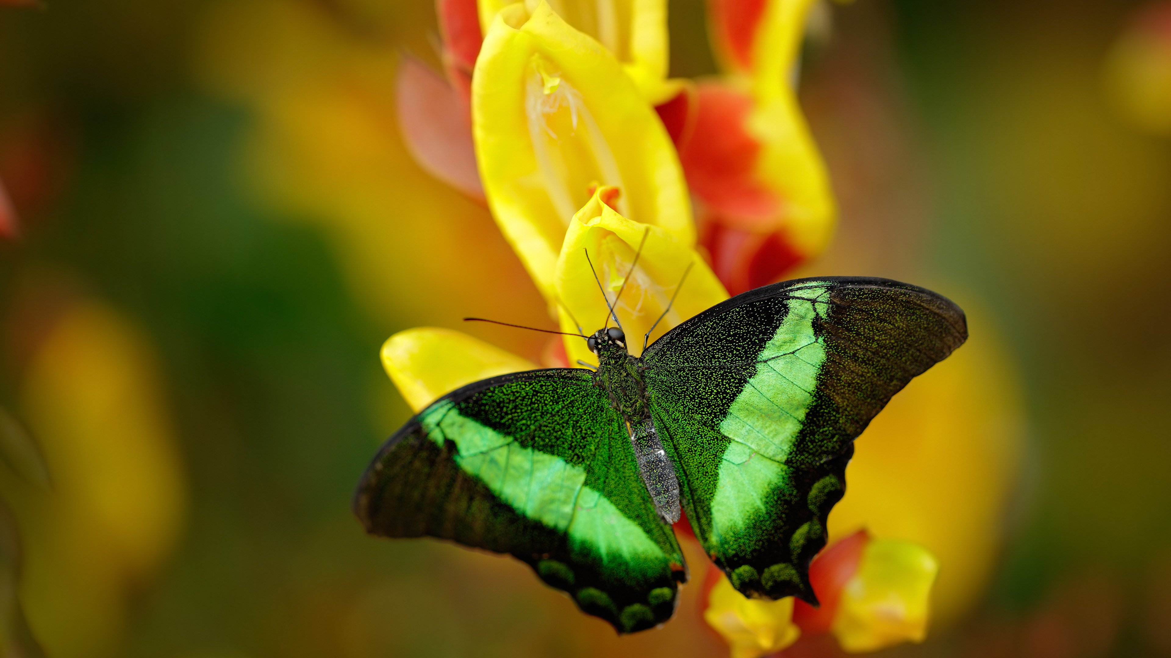 历史性胜利，雷诺车队完胜迈凯伦，阿隆索刷新赛道纪录
