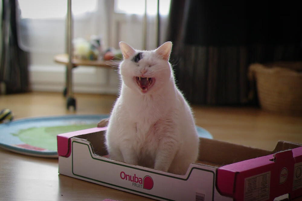 开云体育入口-他导演了这场完美谋杀！克莱在窒息时刻的绝命三分，宣告了雷霆新王朝的降临