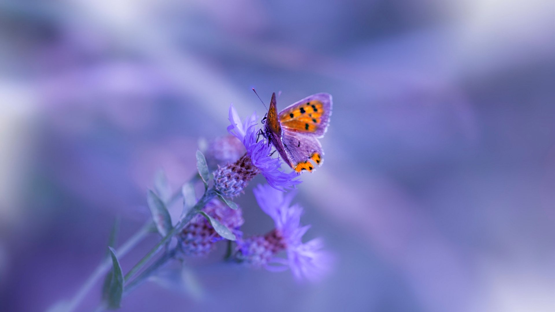 当欧冠画布遇上篮球火焰，奥兰多的魔术熄灭迈阿密热浪