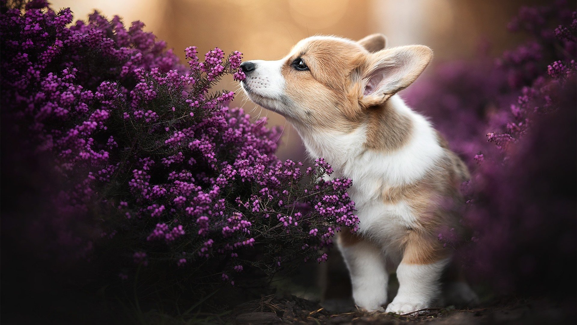 开云体育入口-1.鏖战皮斯胡安，卡拉斯科以堂吉诃德之矛，刺穿尼斯铁幕