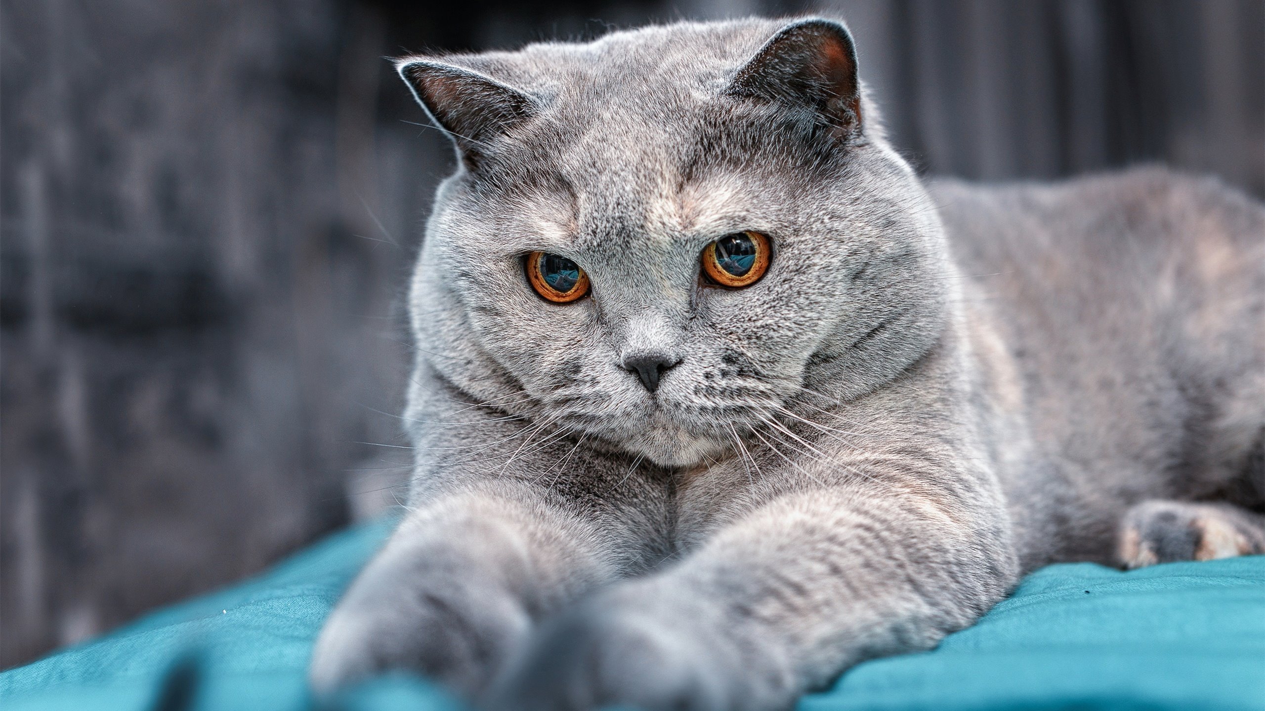 字母哥降临英超之夜，以雄鹿之姿冲垮一切争冠悬念