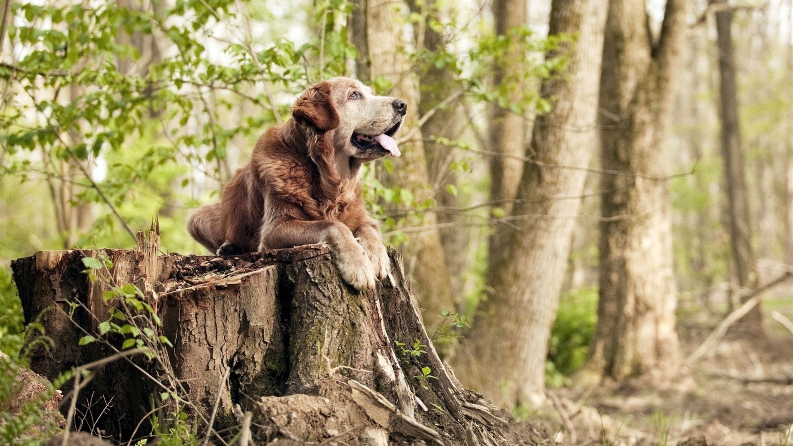 诺坎普剧本杀，加纳决胜局的11分钟奇迹，如何带走了韩国人的欧冠梦？
