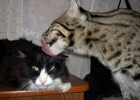 死神与神射手，欧文末节连斩17分，篮网鏖战力克雄鹿