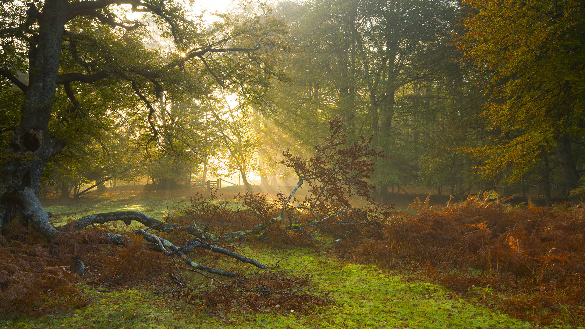 广东队强压开拓者？东契奇实力叫板NBA传奇—跨界篮球实力的重新审视