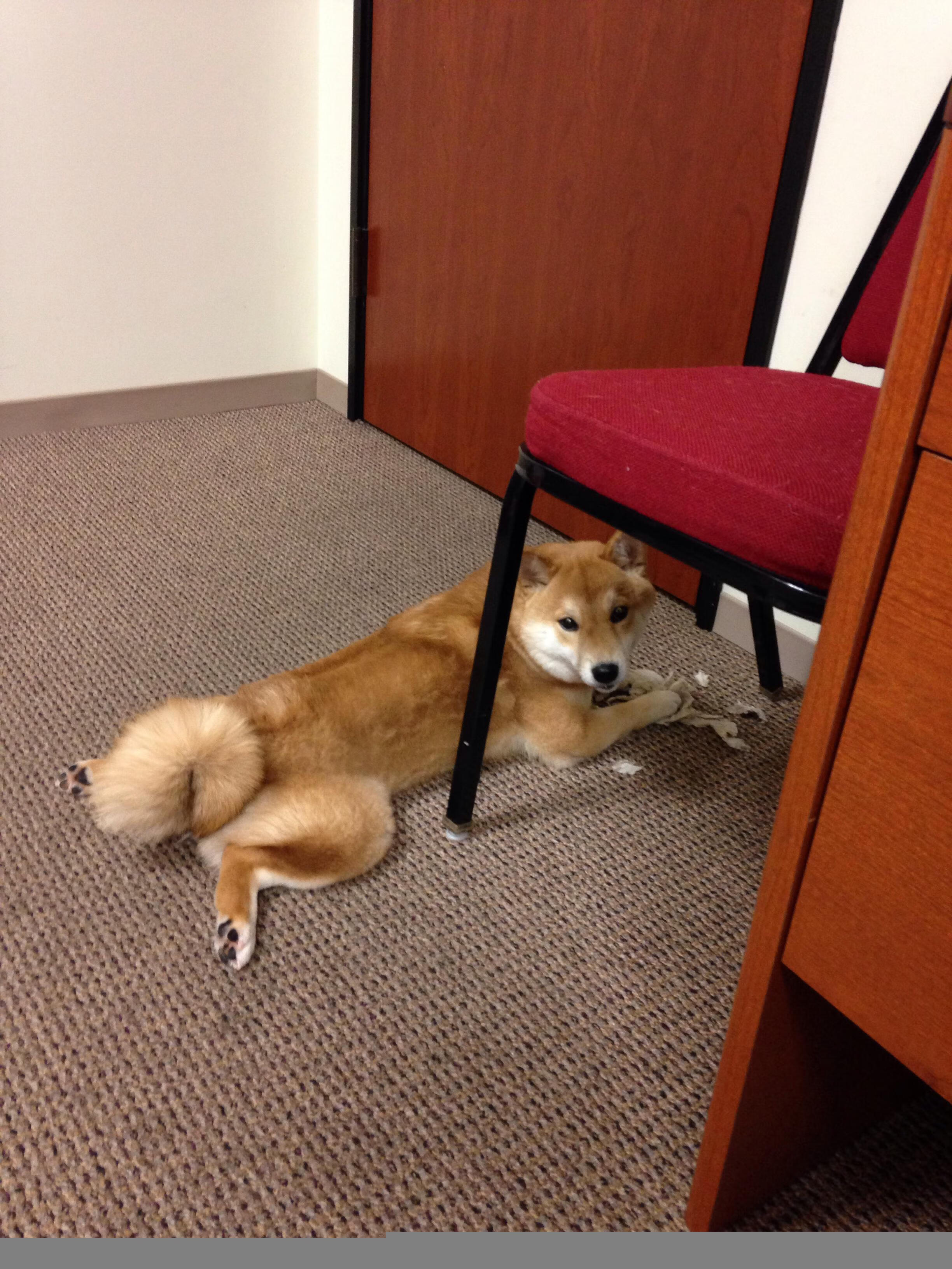 凤凰城的神，德文·布克末节狂飙20分，单骑策动逆转风暴，太阳灼穿鹈鹕