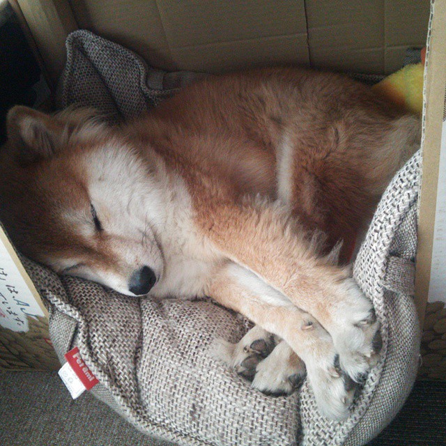 血色獠牙与欧洲红魔，苏亚雷斯爆发之夜，比利时逆转牙买加的史诗之战