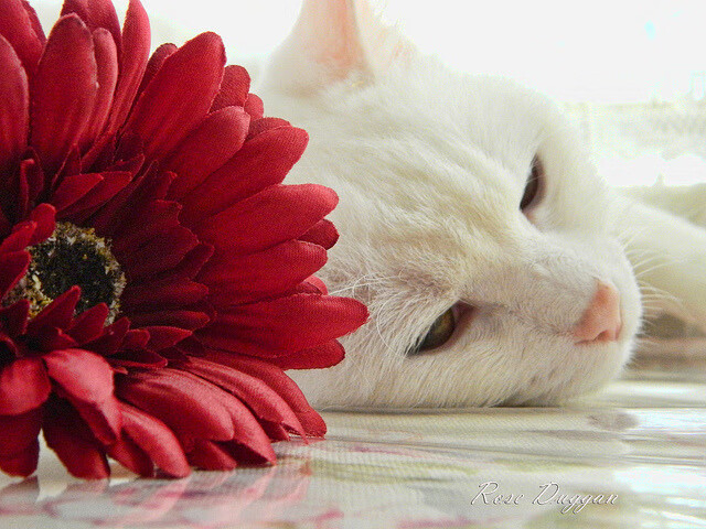 开云体育登录-奥利维耶戴帽诠释何为领袖，南非闪电战击碎摩洛哥北非神话