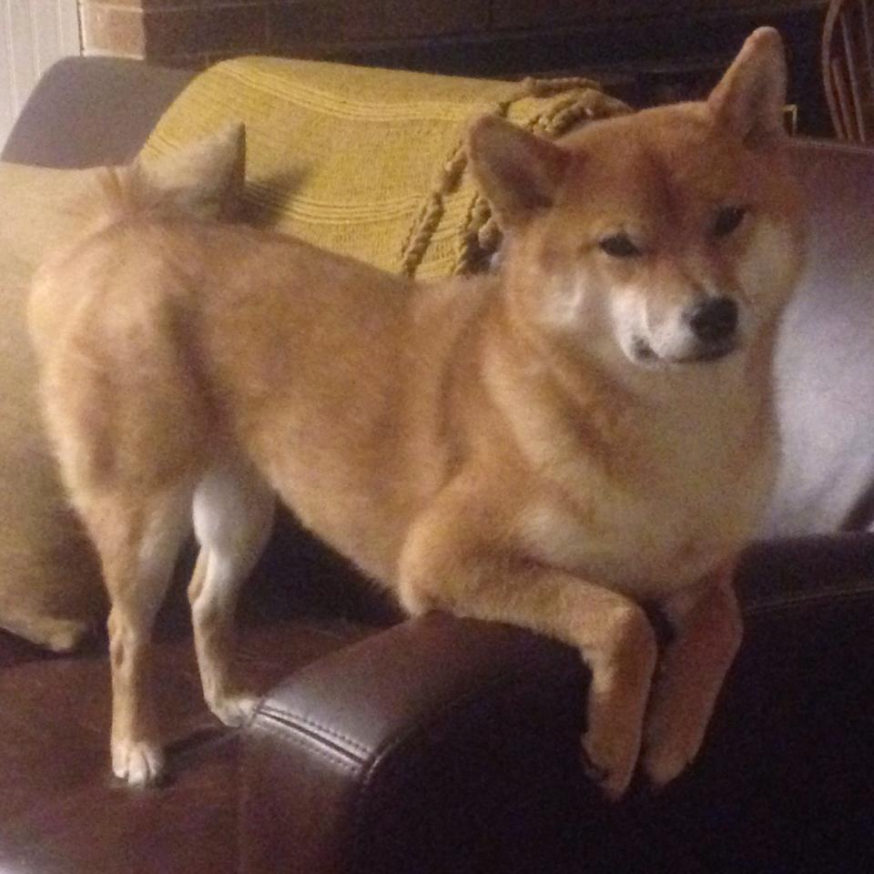 当桑巴舞者穿上红绿战袍，一场改写足球地理的北半球南美战争