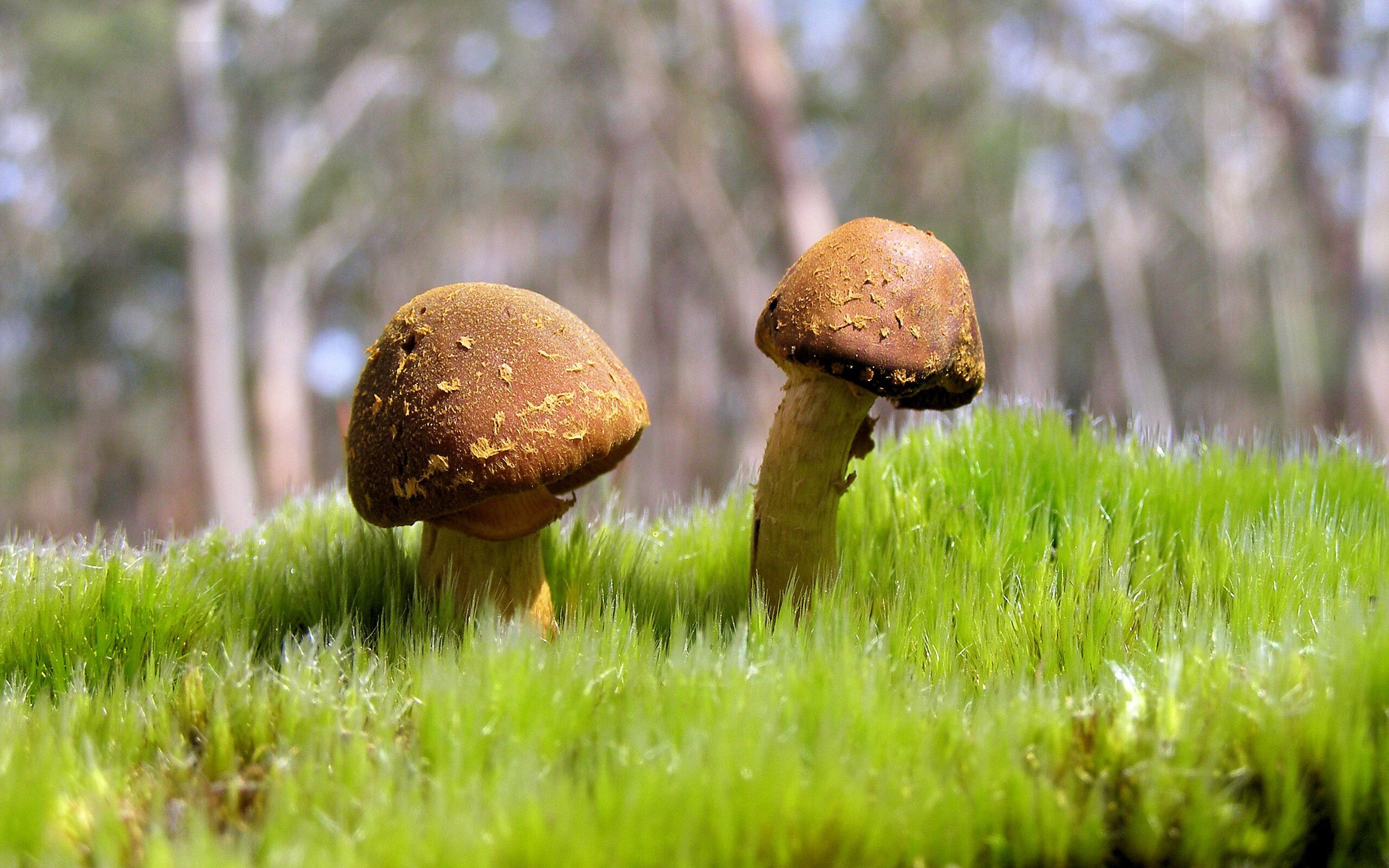 跨界之王！广东队表演赛爆冷斩落热火，锡安末节15分变身关键先生