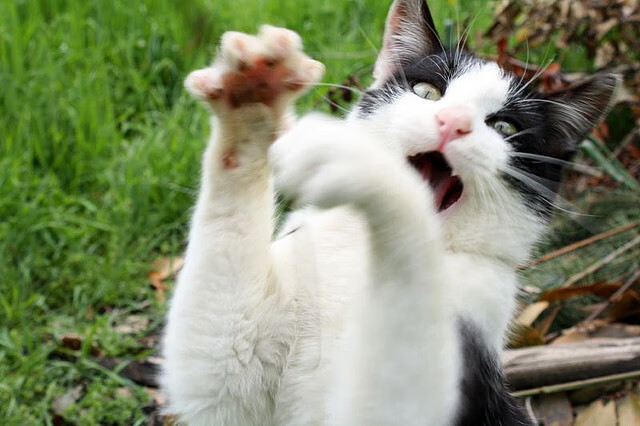 当西甲金靴闪耀东决之夜，贝林厄姆的跨界里程碑