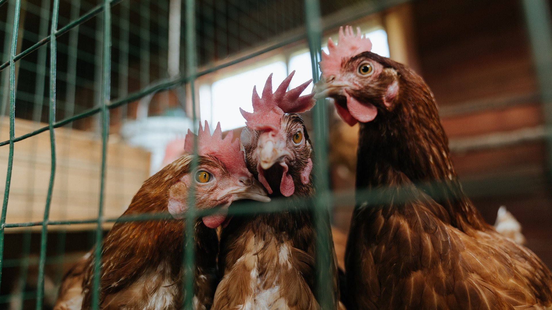 波斯铁骑的逆袭与亚平宁之矛，当足球成为新的丝路叙事